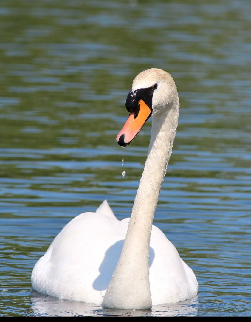 Höckerschwan Launsbacher See bei Gießen