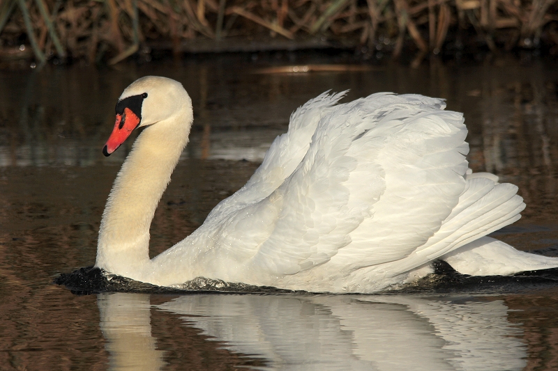 Höckerschwan Männchen