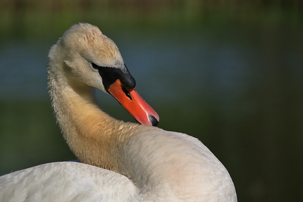 Höckerschwan mal diagonal :-))