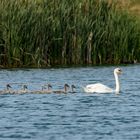 Höckerschwan mit 6 Pullis