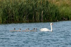 Höckerschwan mit 6 Pullis