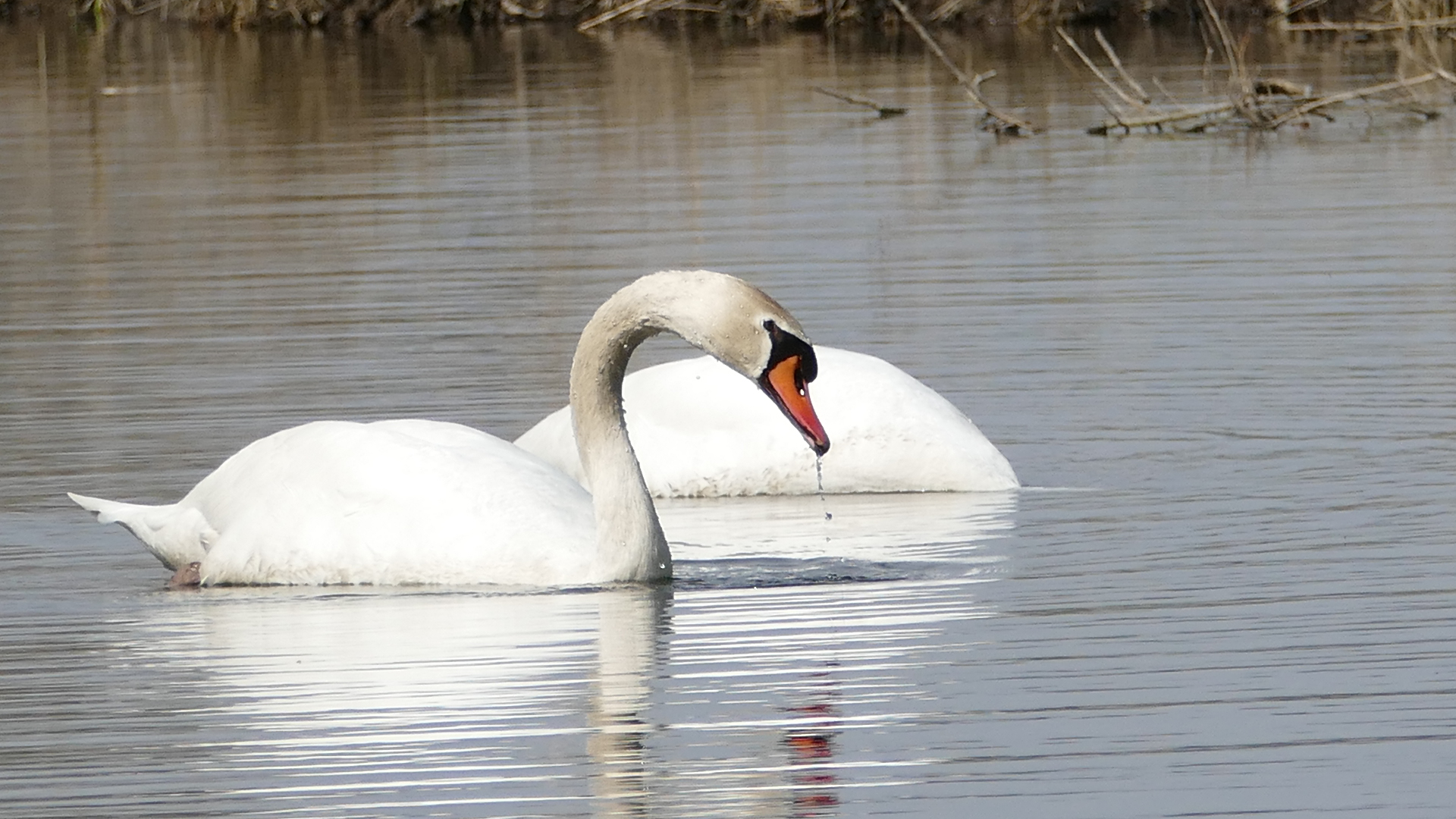 Höckerschwan mit Anhang