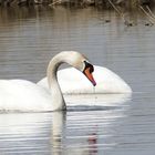 Höckerschwan mit Anhang