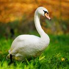 Höckerschwan mit einem Bokeh von Herbstlaub...