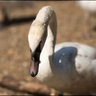 Höckerschwan mit Fotografenschatten