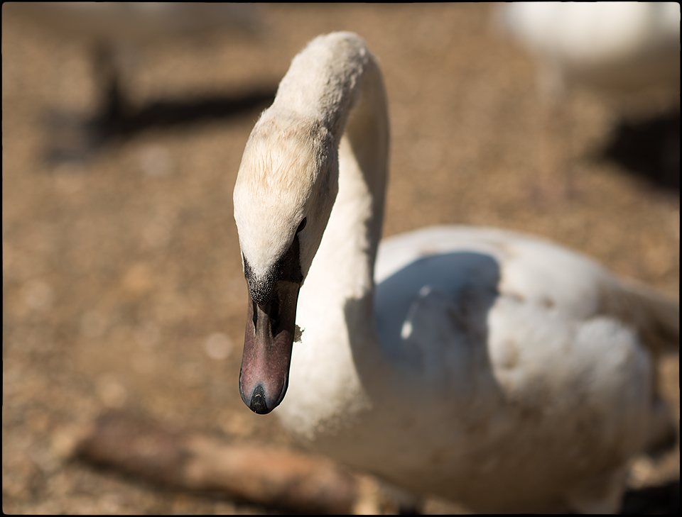 Höckerschwan mit Fotografenschatten