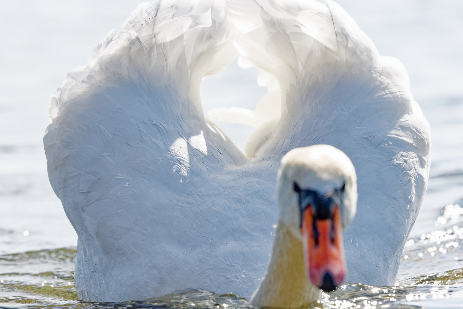 Höckerschwan mit Frühlingsgefühlen