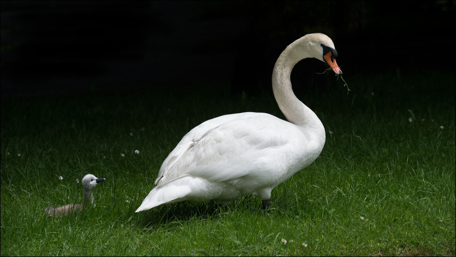 Höckerschwan mit Jungen