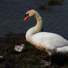 --- Höckerschwan mit Jungen ---