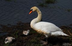 --- Höckerschwan mit Jungen ---