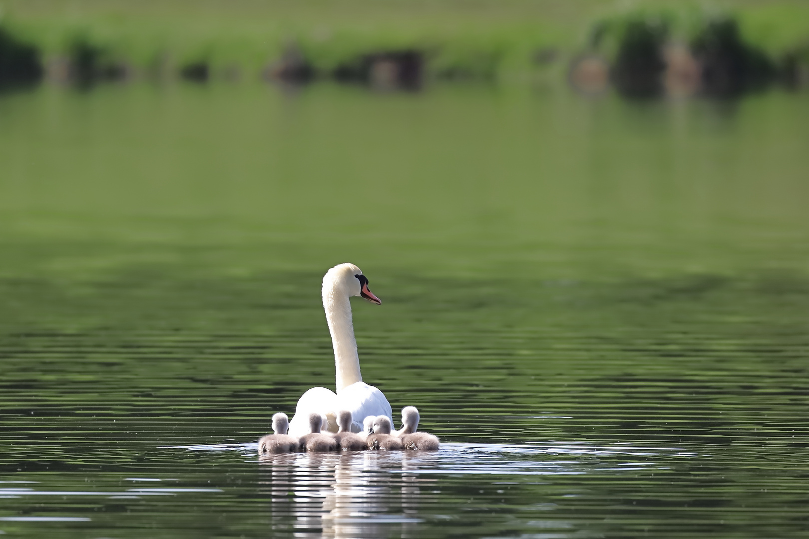 Höckerschwan mit Jungen