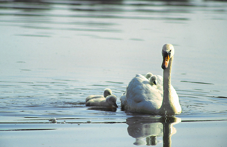 Höckerschwan mit Jungtieren