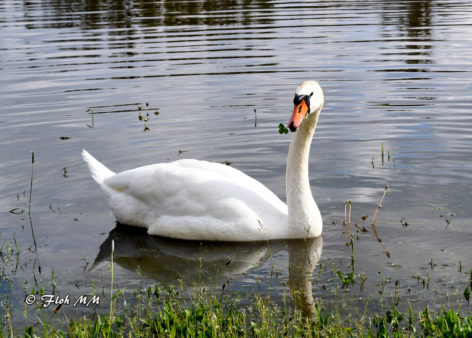 Höckerschwan mit Kleeblatt