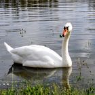 Höckerschwan mit Kleeblatt