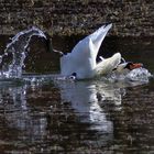 Höckerschwan mit Lebensfreude