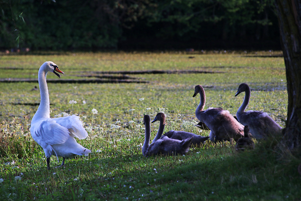 Höckerschwan mit Nachwuchs