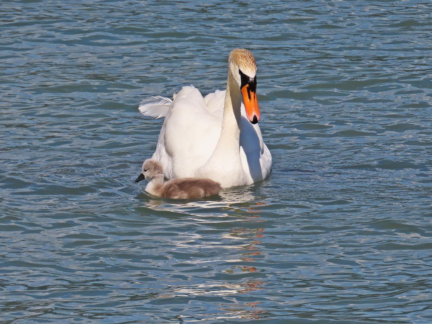 Höckerschwan mit Nachwuchs