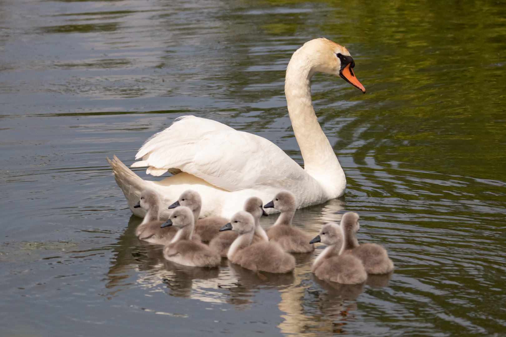 Höckerschwan mit Nachwuchs