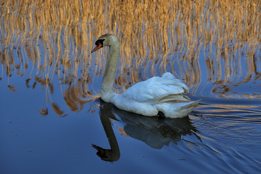 Höckerschwan mit Schilfspiegelung