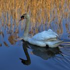 Höckerschwan mit Schilfspiegelung