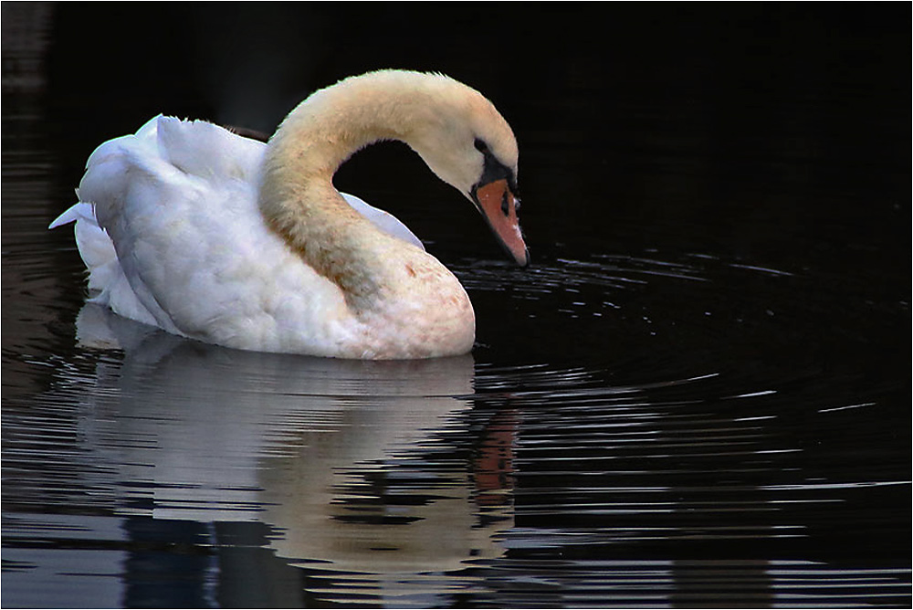 Höckerschwan mit Spiegeluing