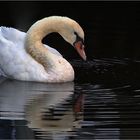 Höckerschwan mit Spiegeluing