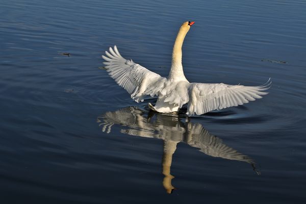 Höckerschwan mit Spiegelung