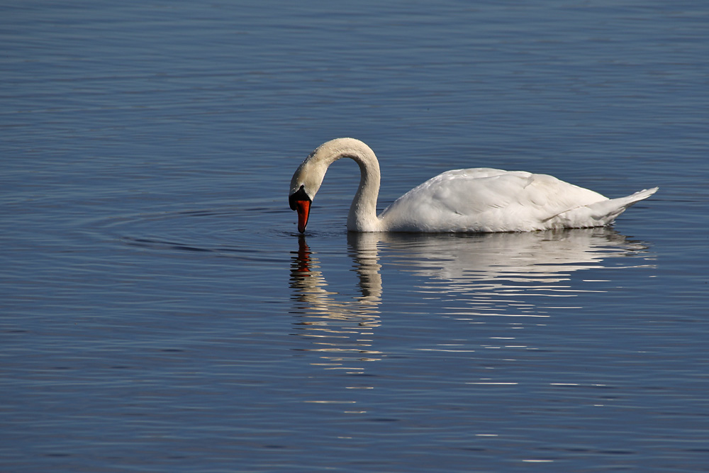 Höckerschwan mit "Wasser-Kuss"