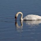 Höckerschwan mit "Wasser-Kuss"