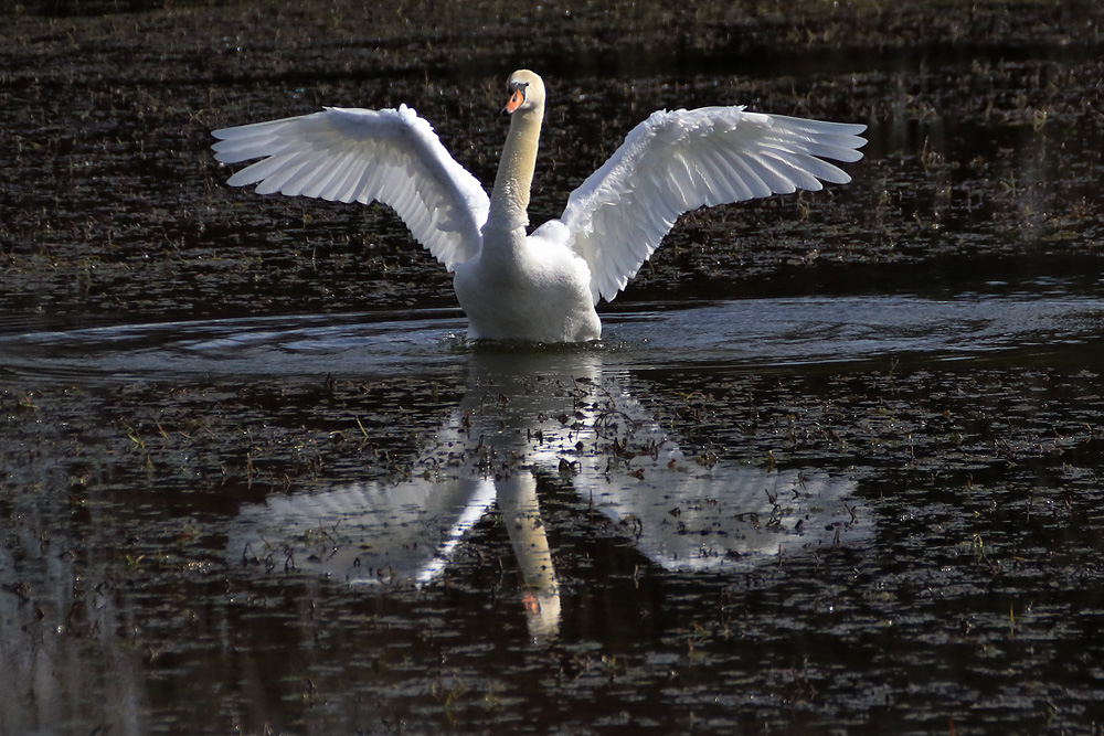 Höckerschwan mit Wasserspiegelung