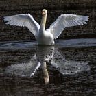 Höckerschwan mit Wasserspiegelung