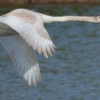 Höckerschwan - Mute Swan - Cygnus olor