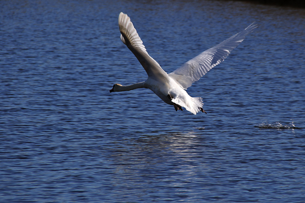 Höckerschwan nach dem Wasserstart