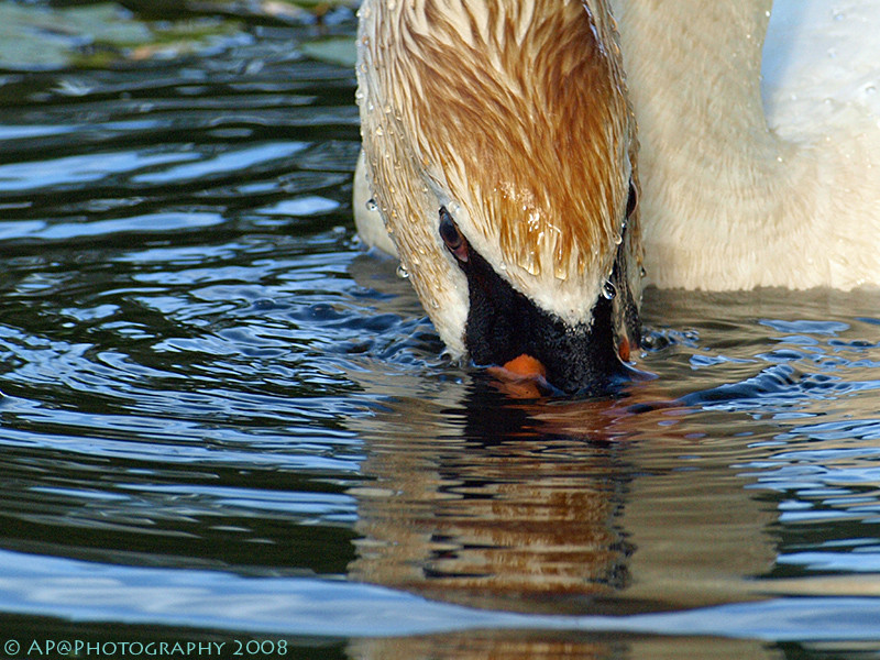 Höckerschwan Nahrung suchend