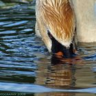 Höckerschwan Nahrung suchend