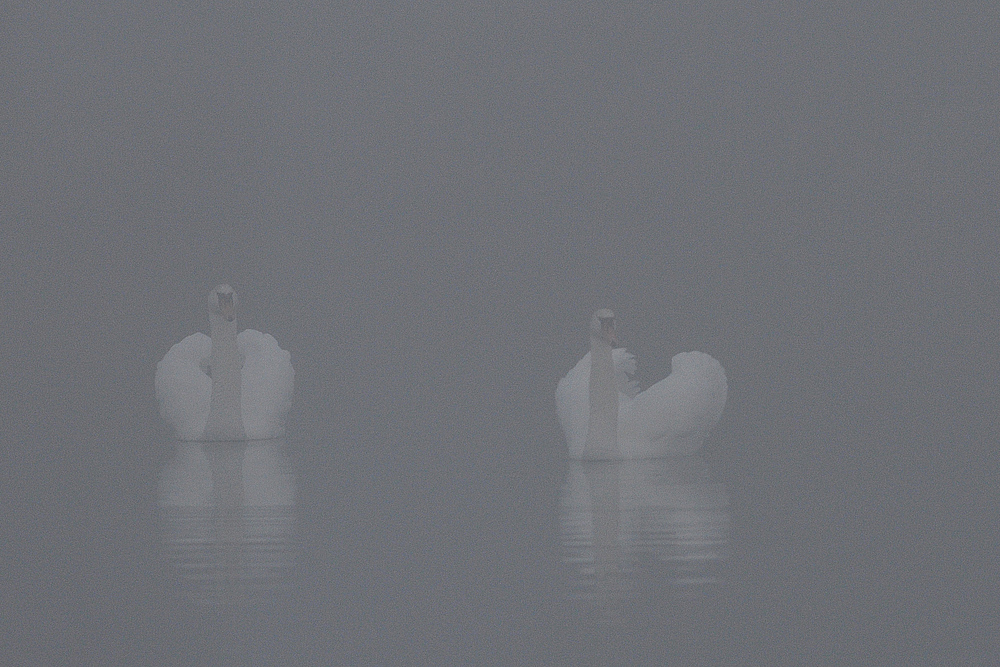 Höckerschwan – Nebelschweben