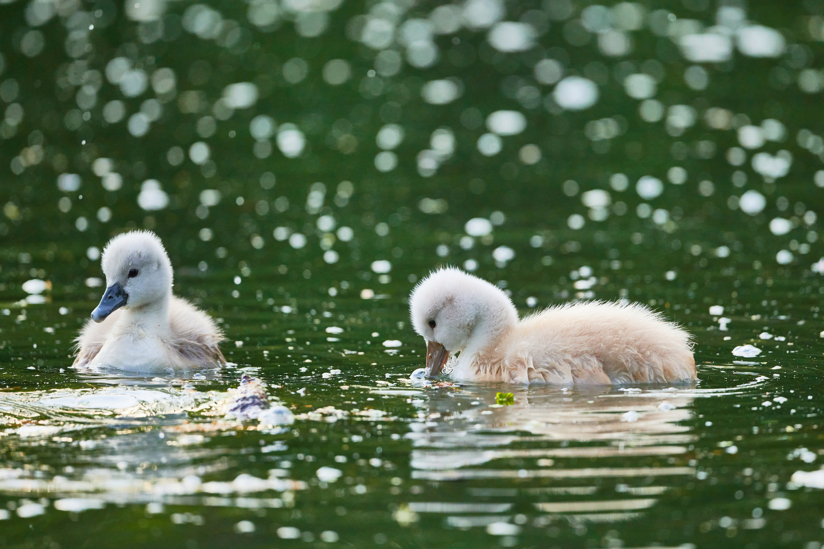 Höckerschwan noch klein