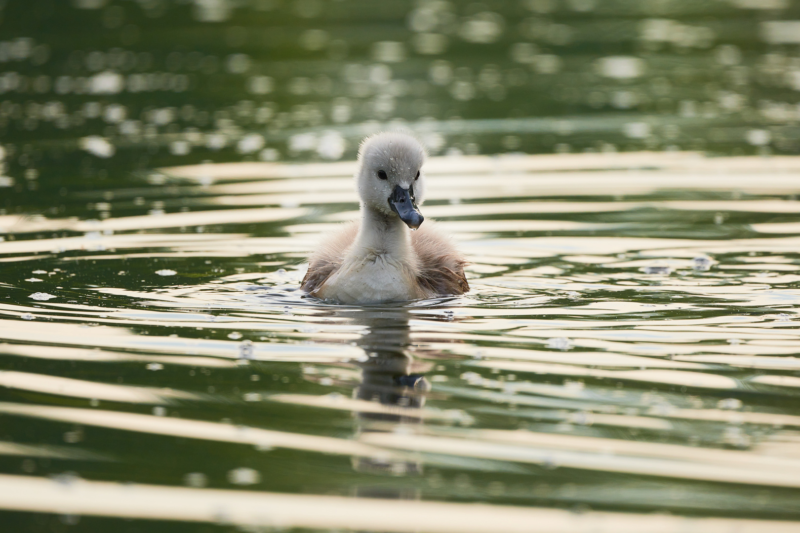 Höckerschwan noch klein II