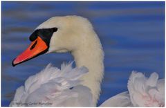 --- Höckerschwan Nr. 2 ---- ( Cygnus olor )