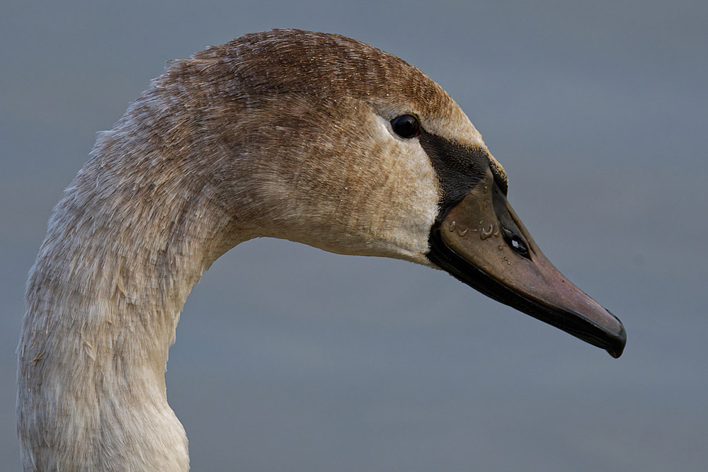 HÖCKERSCHWAN NR. 2