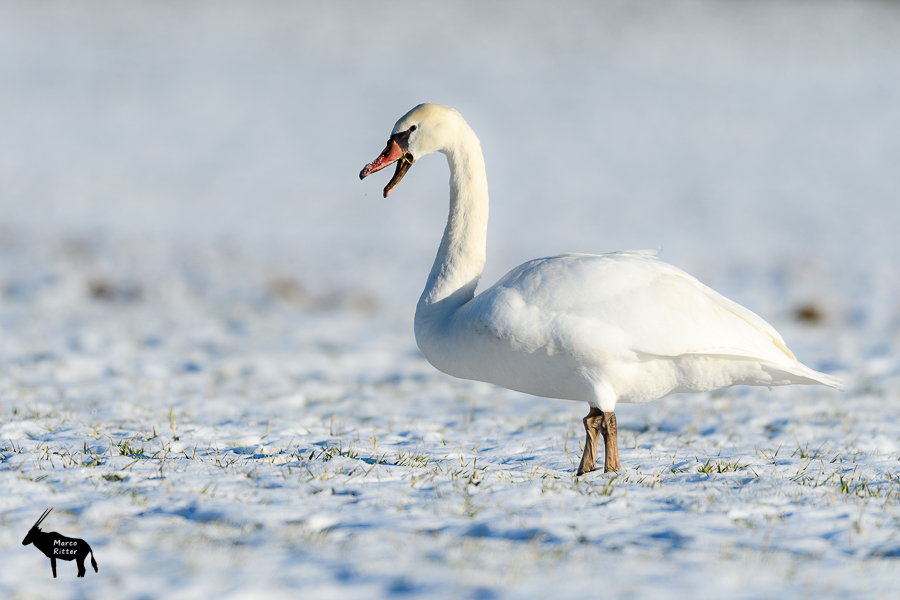 Höckerschwan oder Weiß auf Weiß