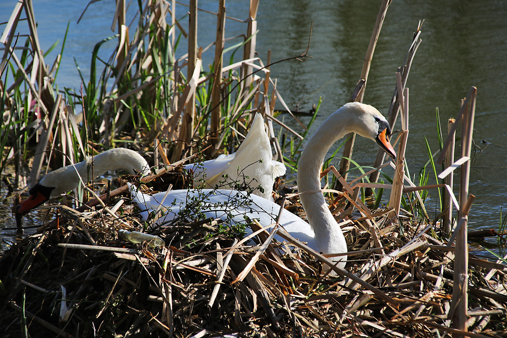 Höckerschwan-Paar beim Nestbau