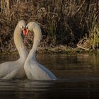 Höckerschwan-Pärchen im Liebesrausch