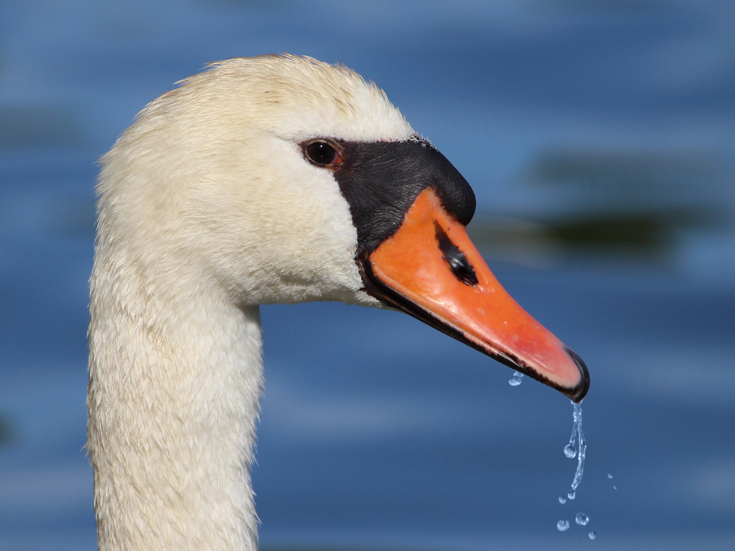 Höckerschwan Porträt