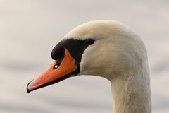 Höckerschwan-Portrait