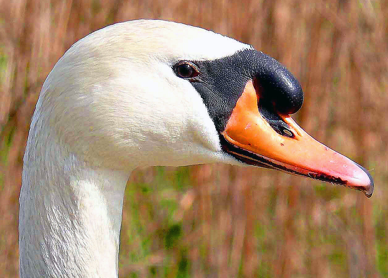 Höckerschwan-Portrait