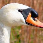 Höckerschwan-Portrait