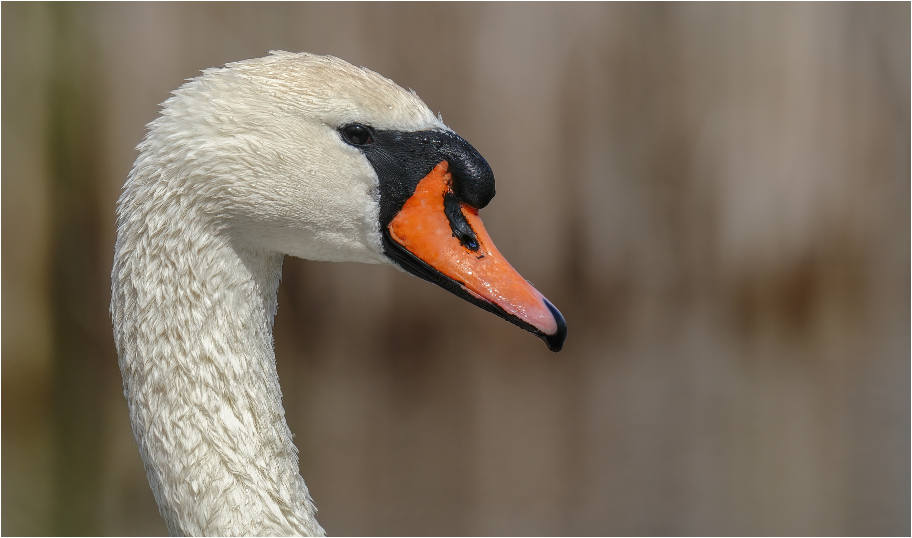 Höckerschwan Portrait