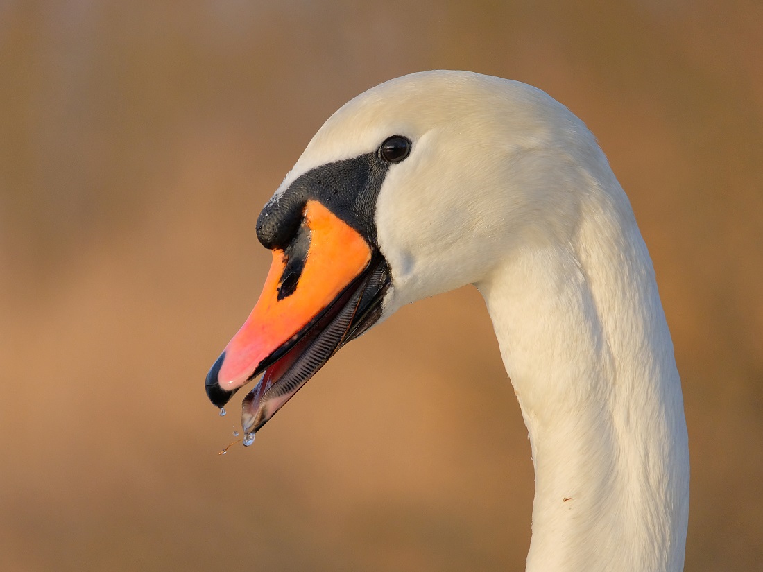 Höckerschwan Portrait