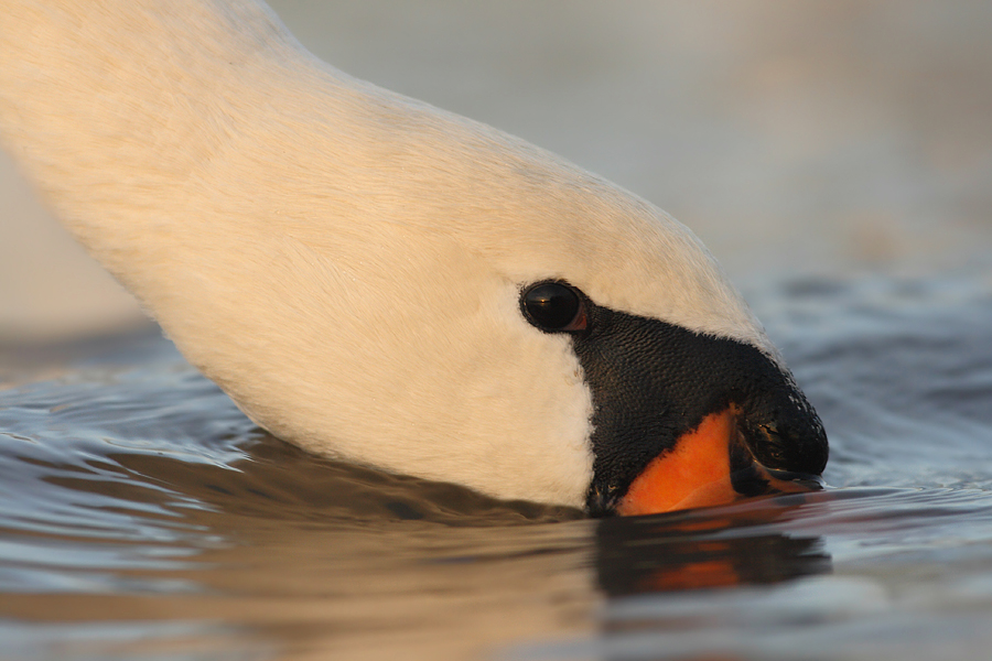 Höckerschwan Portrait